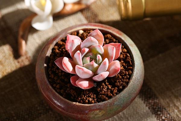 虹之玉怎么爆盆 哪些条件需要满足 虹之玉怎么爆盆 哪些条件需要满足