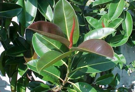 茶花如何养才能长得好 茶花的科学养殖方法 茶花如何养才能长得好 茶花的科学养殖方法