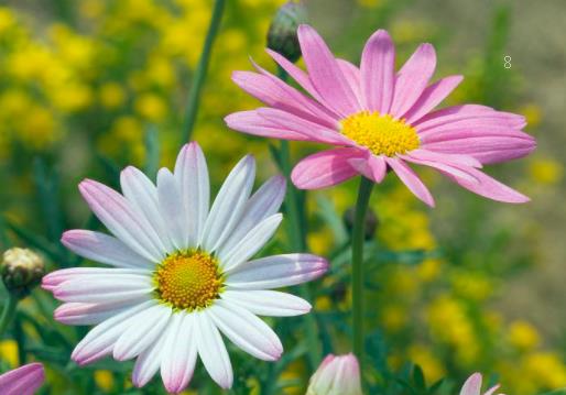 木香花花期有多长 如何栽培长得旺盛