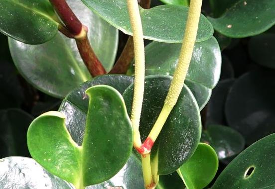 牡丹吊兰冬天怎么养护 需要剪枝吗