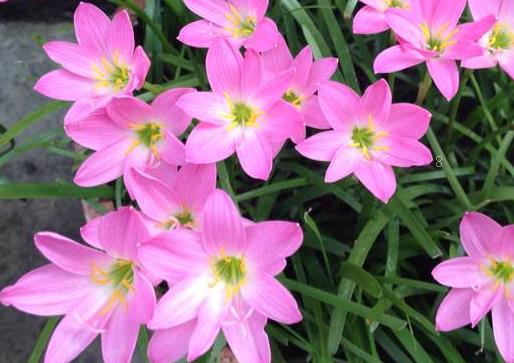 蕙兰大一品用什么植料 养殖时容易开花吗 蕙兰大一品用什么植料 养殖时容易开花吗