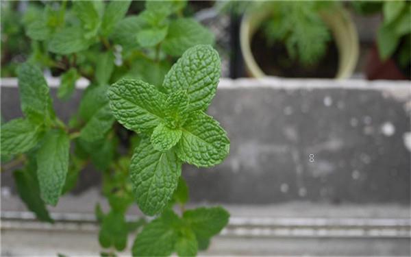 太阳花四季都开花吗 养殖技巧有哪些 太阳花四季都开花吗 养殖技巧有哪些