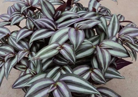 吊竹梅怎样摘心才能爆盆 什么时候摘心好