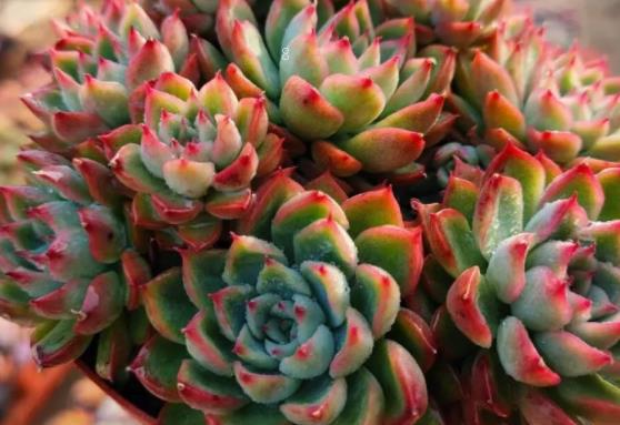 蓝宝石多肉怎么养护 和红宝石多肉有什么区别