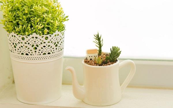 多肉植物可以晒太阳吗 一次晒多久 多肉植物可以晒太阳吗 一次晒多久