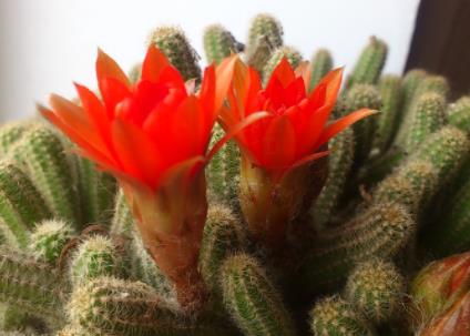 虹之玉怎么叶插繁殖 养殖需要注意什么 虹之玉怎么叶插繁殖 养殖需要注意什么