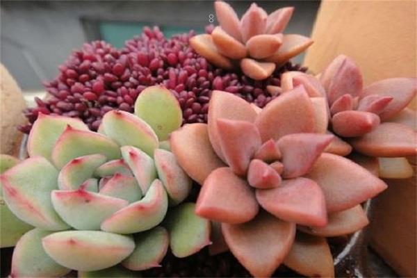 多肉烂根怎么办 处理流程是什么