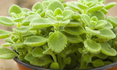 仙人指不开花原因是什么 有哪些解决方法