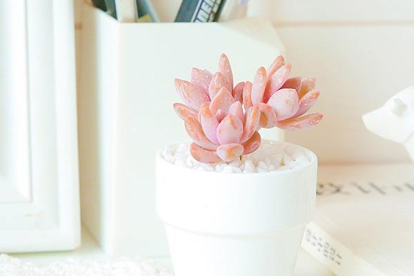 怎样养多肉才好看 需要满足哪些条件 怎样养多肉才好看 需要满足哪些条件