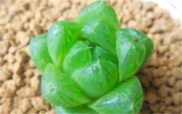多肉可不可以水养 水养需要注意什么