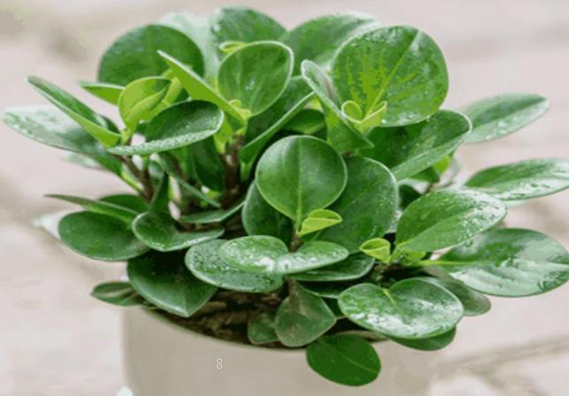 金钻叶子发黄怎么办 解决措施有哪些