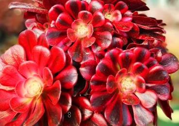 多肉怕太阳晒吗 多肉植物养殖要注意什么