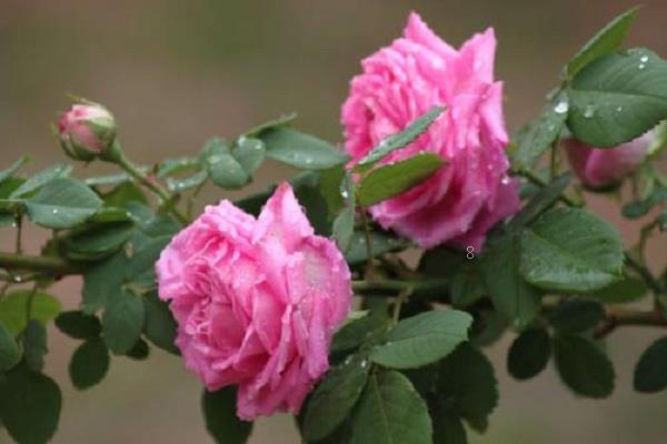 凤丹和牡丹的区别是什么 如何辨别这两种植物