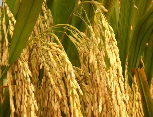 小麦拔节期出现黄叶和干尖的原因是什么 如何防治