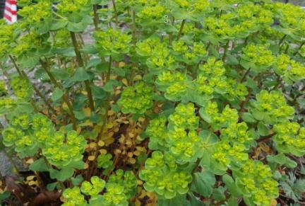 芥菜是什么菜 在农村叫什么名字