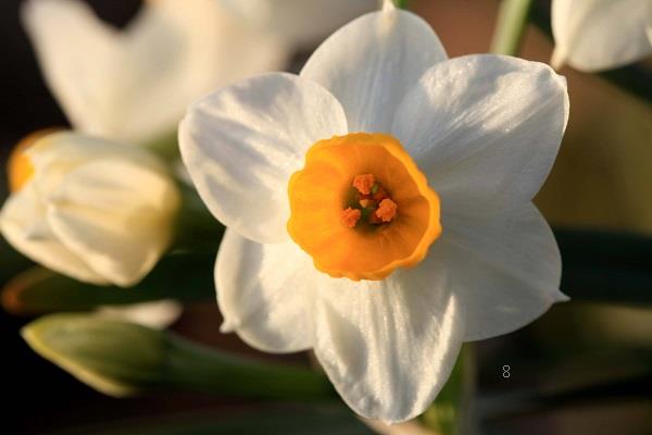 蟹爪兰扦插妙招 蟹爪兰的养护方法