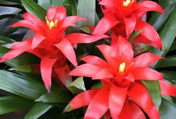 一品红怎么修剪 什么时候剪枝好 一品红怎么修剪 什么时候剪枝好