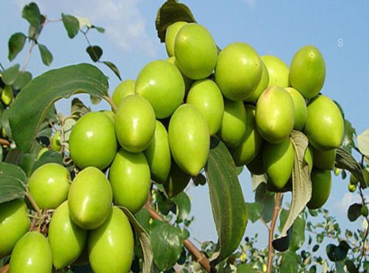 油茶苗怎样栽培 种植管理方法是什么 油茶苗怎样栽培 种植管理方法是什么