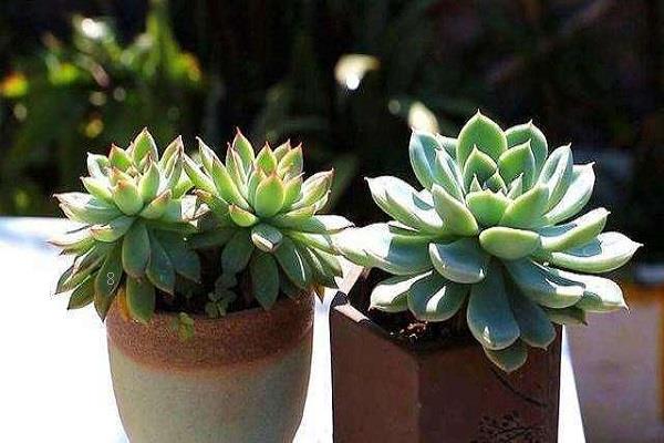 多肉烂根怎么办 处理流程是什么