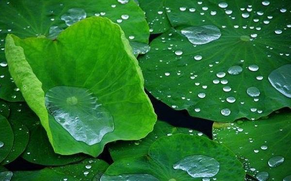 长寿花是一年四季都开花吗 有什么形态特征