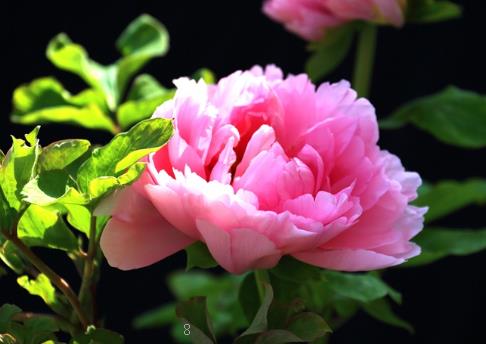 鸿运当头花养殖方法 需要什么样的生长环境