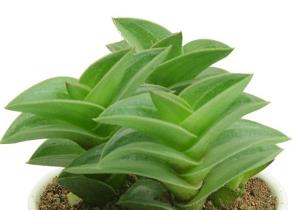 黄金花月怎样施肥 黄金花月的施肥方法