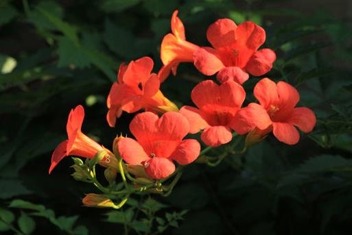 小丽花冬天怎么养殖 养护时需要挖出来吗 小丽花冬天怎么养殖 养护时需要挖出来吗