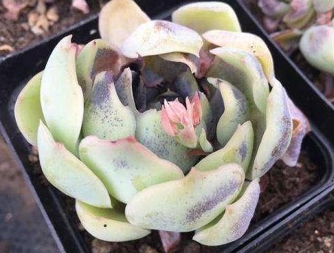 仙人指和蟹爪兰哪个贵 选择哪个养殖好