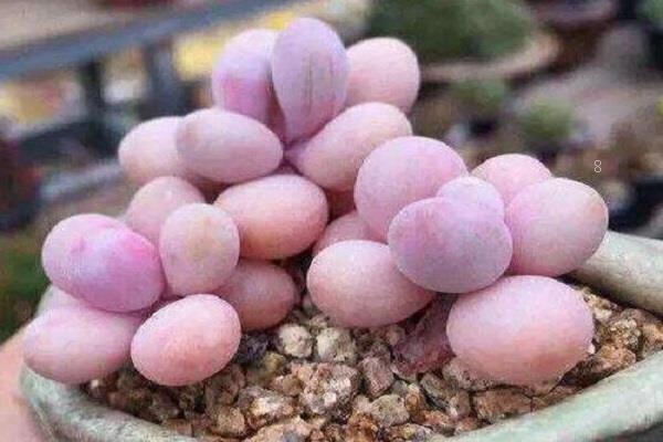 家养盆栽锦司晃的养殖方法和注意事项有哪些