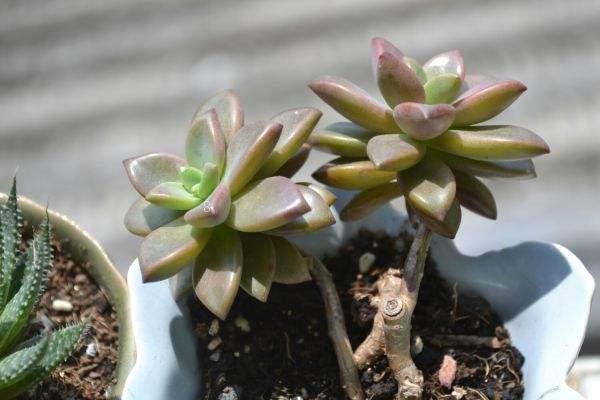 多肉汤圆如何养殖 有哪些注意事项