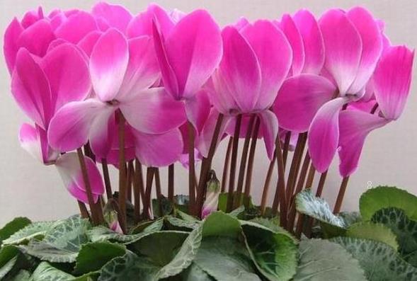 石竹什么时候种植好 如何种植长势旺盛 石竹什么时候种植好 如何种植长势旺盛