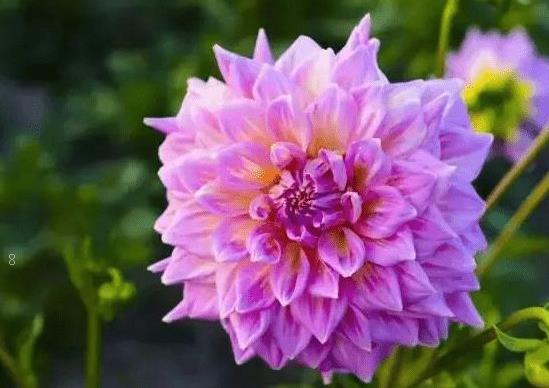 文竹叶子发黄干枯怎么处理 养护时有哪些注意事项 文竹叶子发黄干枯怎么处理 养护时有哪些注意事项