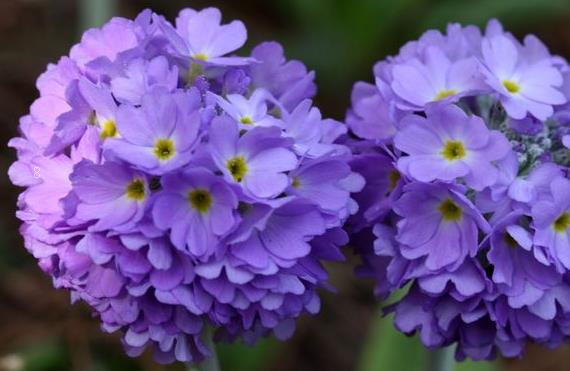 白车轴草怎么过冬 冬季养护的方法是什么 白车轴草怎么过冬 冬季养护的方法是什么