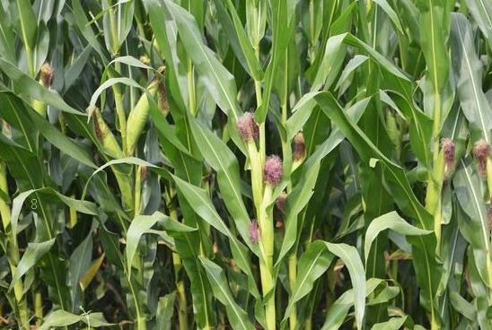 水稻种植技术对产量和品质的影响 水稻养殖方法