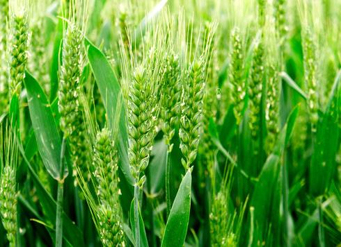 冬小麦旺长原因是什么 有哪些防治措施