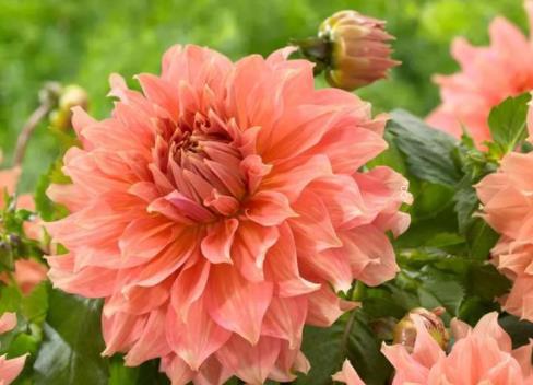 兜兰如何养殖长势好 养护时有哪些注意事项