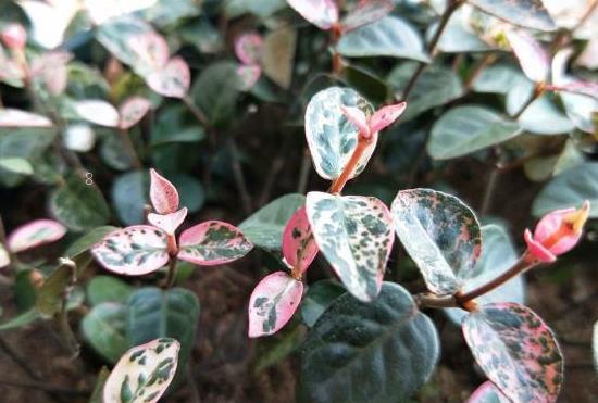 金枝玉叶盆栽怎么修剪 修剪时有哪些注意事项 金枝玉叶盆栽怎么修剪 修剪时有哪些注意事项