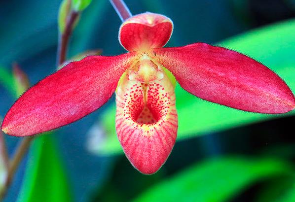 如何让百合花长得矮壮 长得太高怎么办