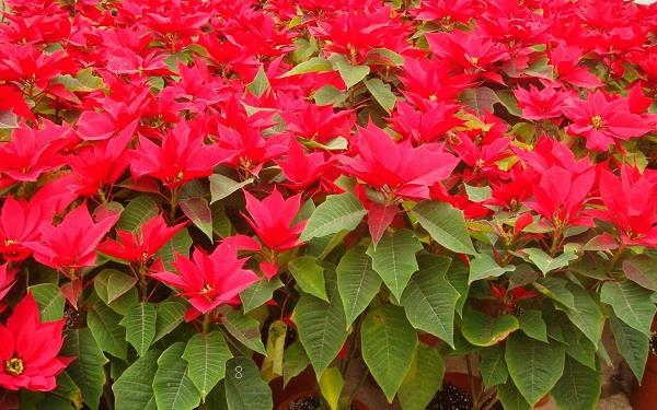 花椒树1一3年怎么管理 科学管理方法是什么 花椒树1一3年怎么管理 科学管理方法是什么