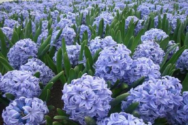 常见的水养花卉有哪些 养护方法分享 常见的水养花卉有哪些 养护方法分享