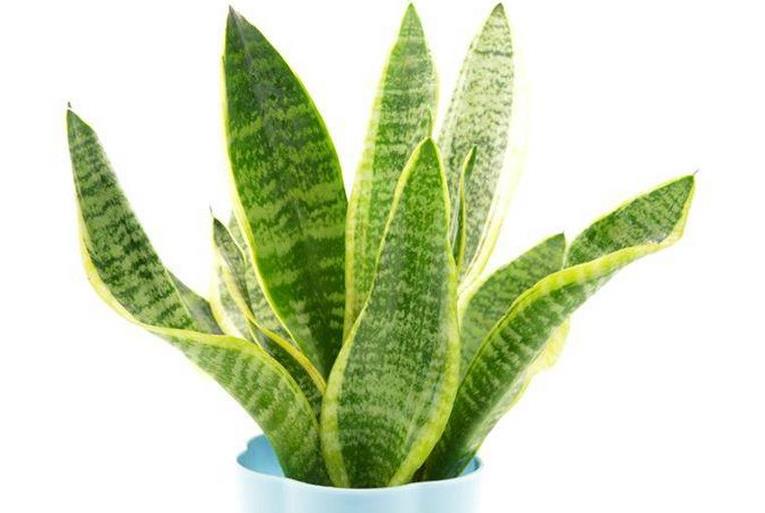 天竺葵的养殖方法是什么 有哪些注意事项 天竺葵的养殖方法是什么 有哪些注意事项