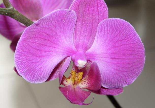 映山红什么时候移栽好 移栽注意事项有哪些