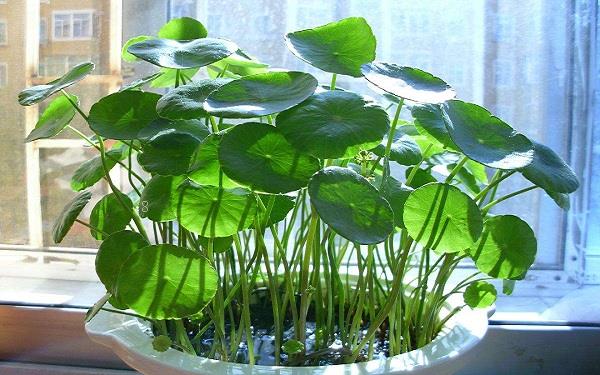 樱草花怎么养殖 养护时有哪些注意事项 樱草花怎么养殖 养护时有哪些注意事项