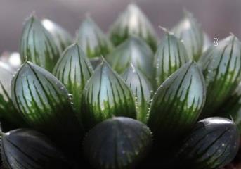 蒂亚怎么爆盆 蒂亚养殖注意事项