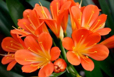 一个盆内的绿萝为何有的叶子特别绿 绿萝颜色不同原因是什么 一个盆内的绿萝为何有的叶子特别绿 绿萝颜色不同原因是什么