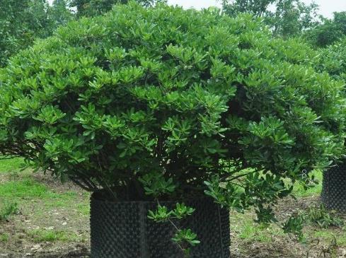 桂花树新叶子卷曲褶皱长不大怎么办 防治方法有哪些