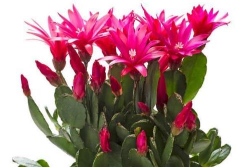 仙人指什么时候嫁接 繁殖方法有哪些