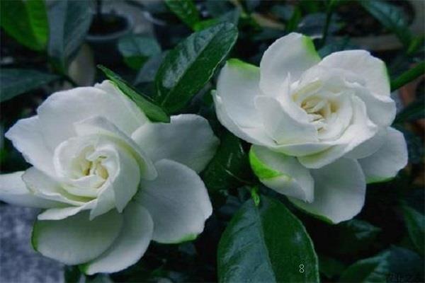 鲁菏红怎么养 有哪些注意事项 鲁菏红怎么养 有哪些注意事项