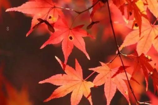 樱花树苗怎么繁殖 繁殖方法有哪些 樱花树苗怎么繁殖 繁殖方法有哪些