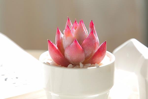 多肉养护小常识有哪些 怎么才能养好多肉 多肉养护小常识有哪些 怎么才能养好多肉